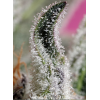 Papaya Zoap Auto